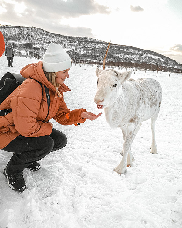 Rentiere füttern in Tromsø