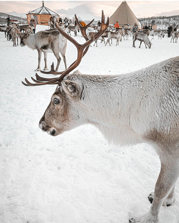 Rentiere füttern in Tromsø