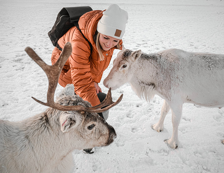 Rentiere füttern in Tromsø