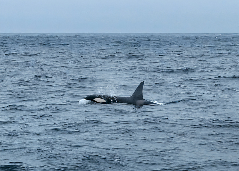 Wale Lofoten