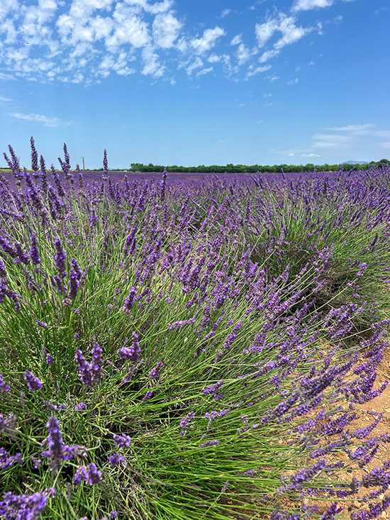 Lavendelfelder Provence